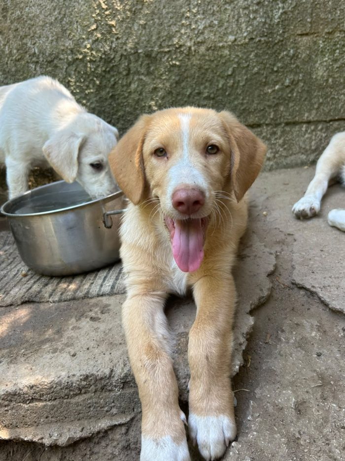 Milo, un musetto in cerca di casa