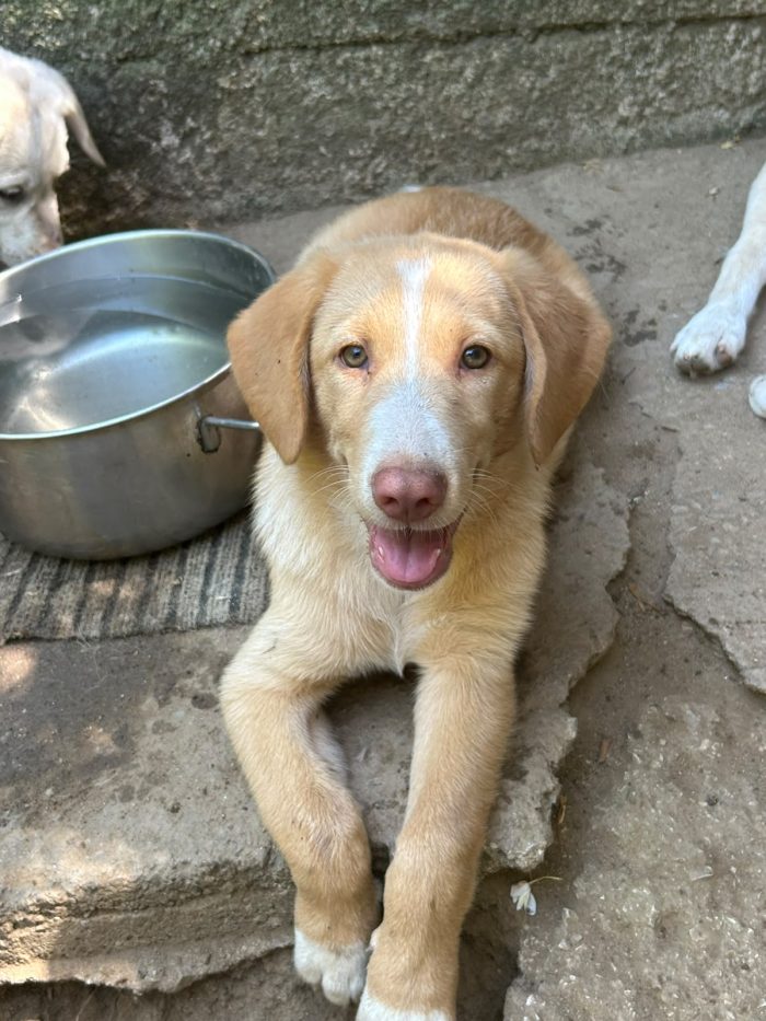 Milo, un musetto in cerca di casa