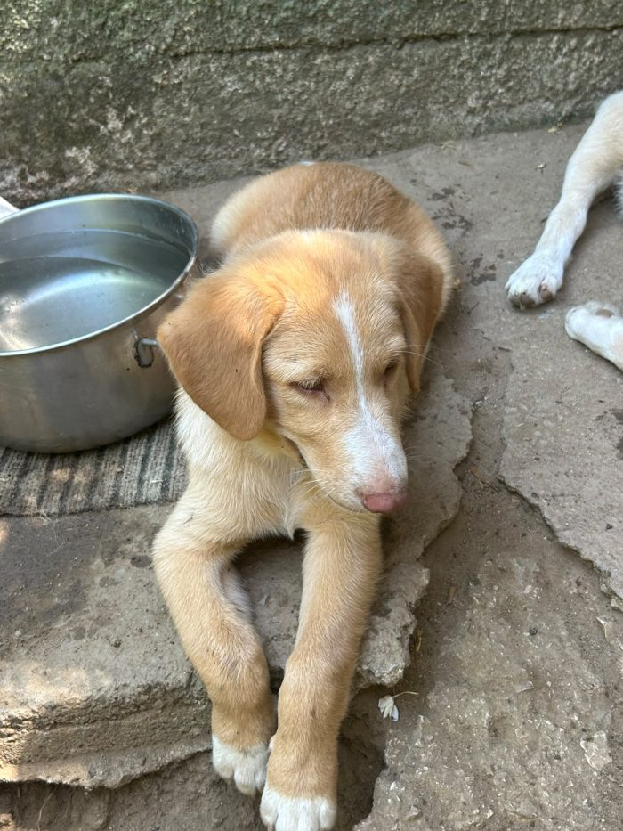 Milo, un musetto in cerca di casa