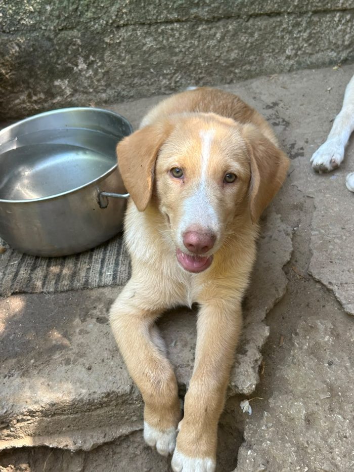 Milo, un musetto in cerca di casa - media 5