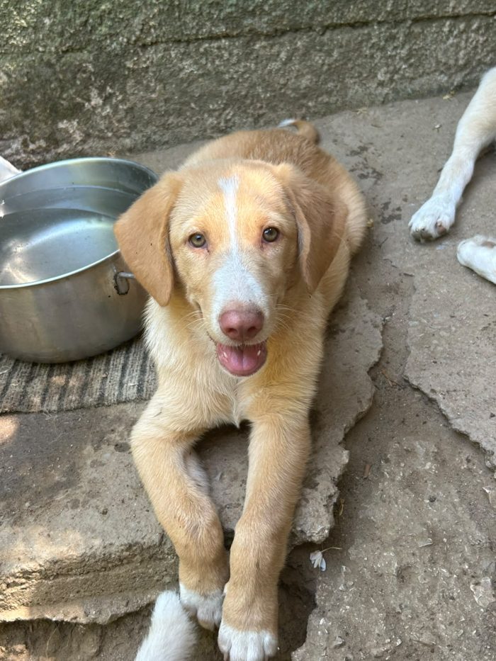 Milo, un musetto in cerca di casa - media 4