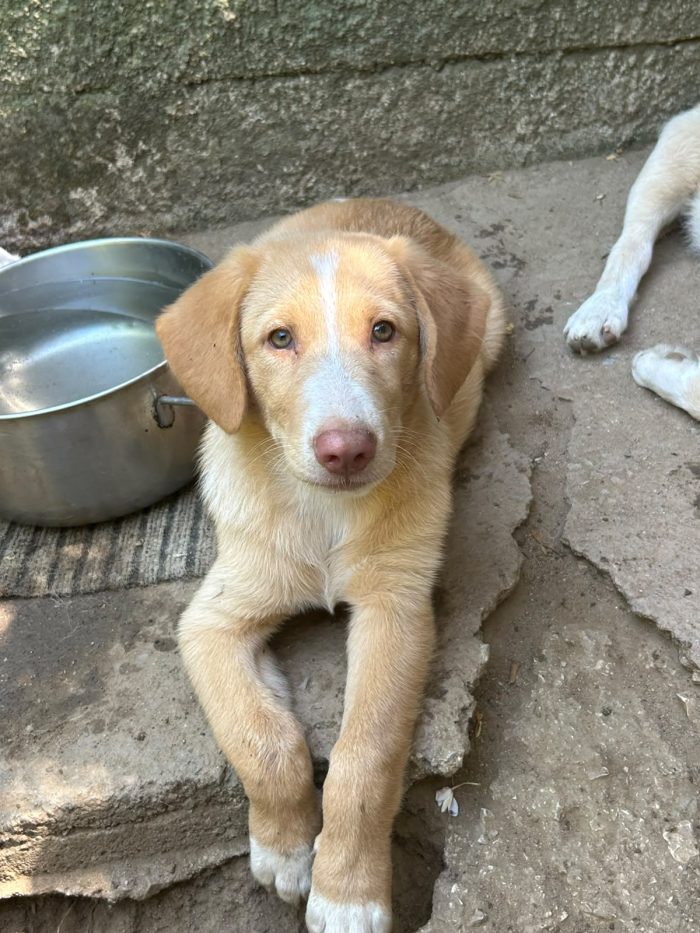 Milo, un musetto in cerca di casa - media 6