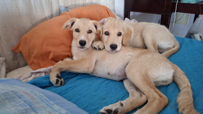 Lolik e Noura, inseparabili, cercano casa