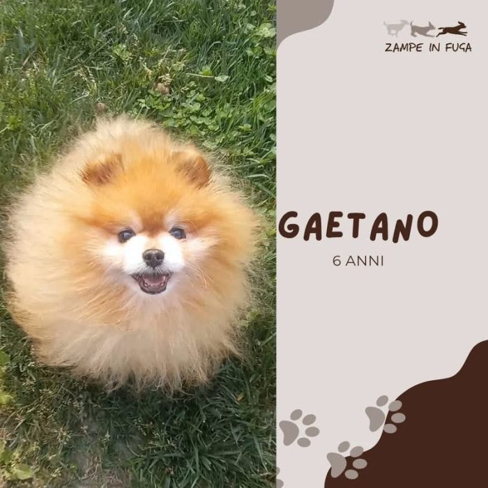 Gaetano simpatico ex stallone