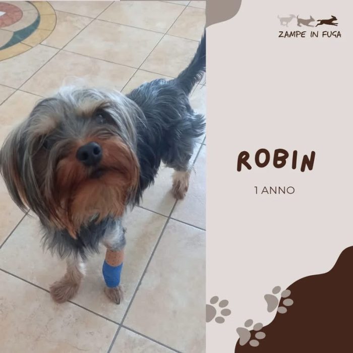 Robin vivace, timido e coccolone