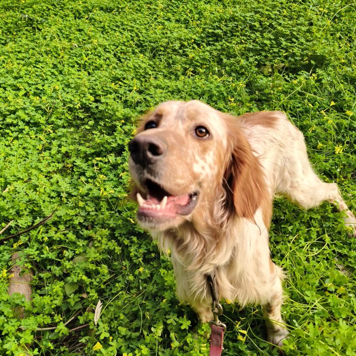 Bijou, setter inglese, cerca casa - media 4