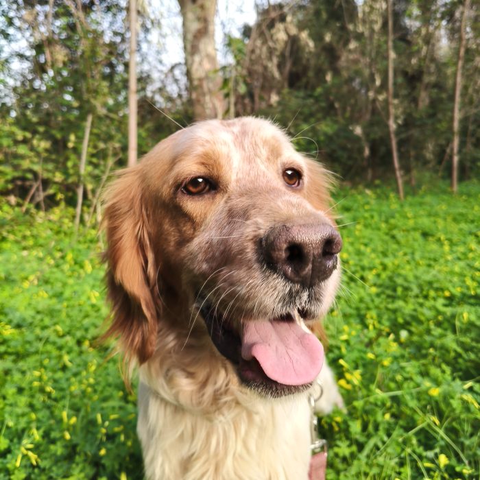 Bijou, setter inglese, cerca casa