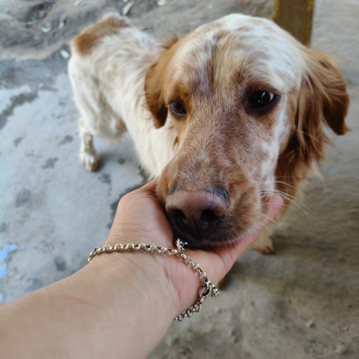 Bijou, setter inglese, cerca casa - media 5