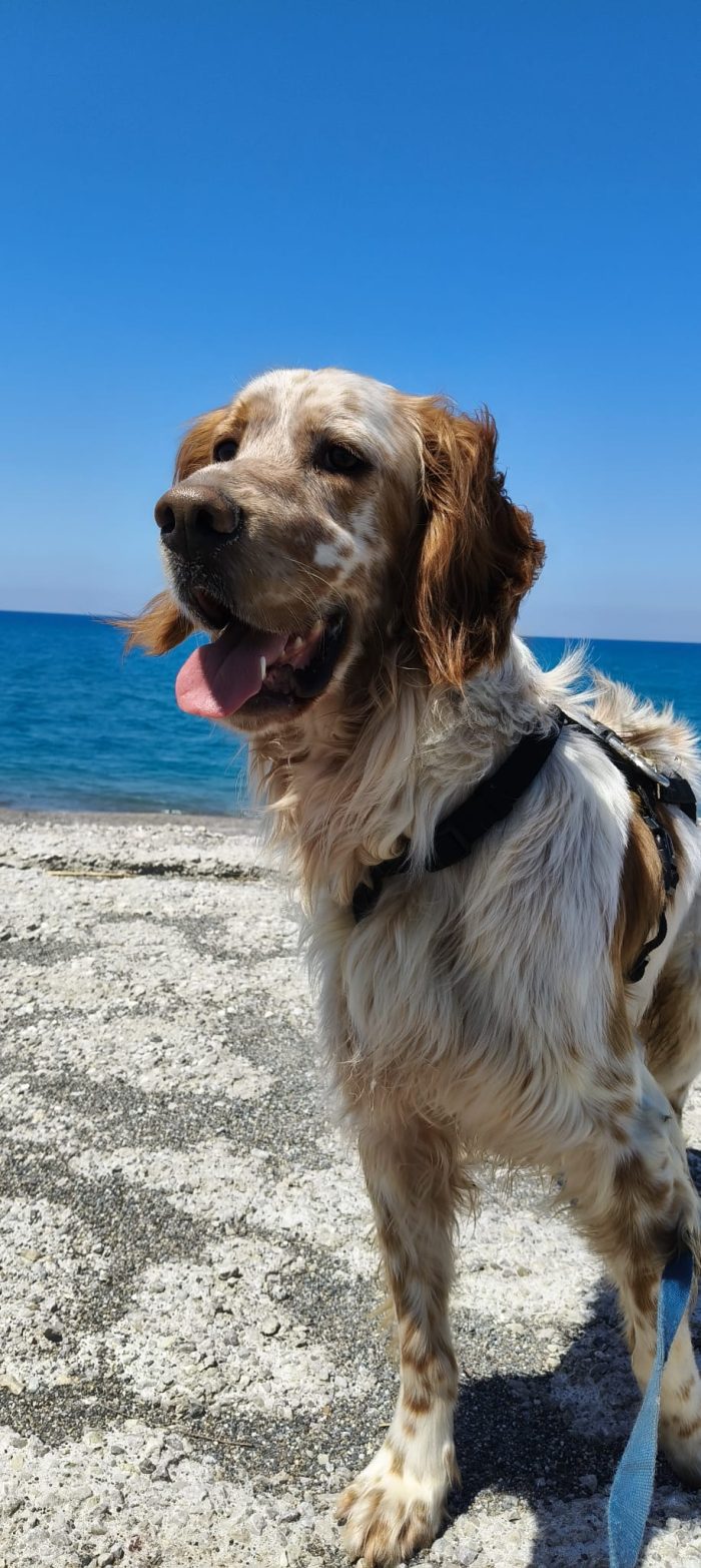 Bijou, setter inglese, cerca casa - media 6