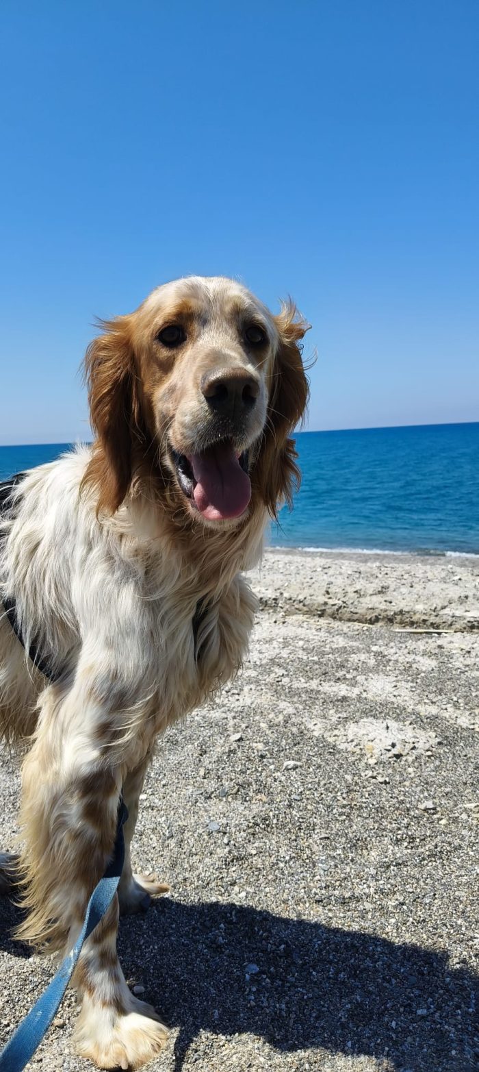 Bijou, setter inglese, cerca casa