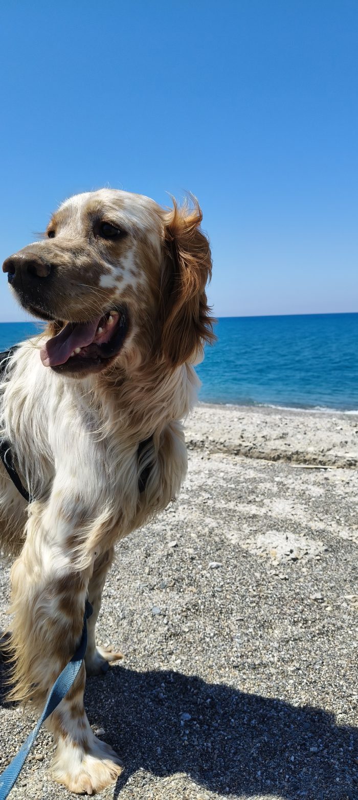 Bijou, setter inglese, cerca casa