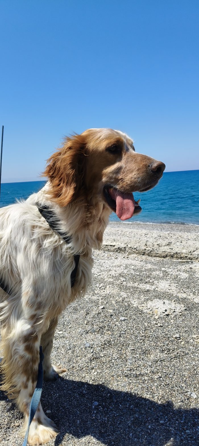 Bijou, setter inglese, cerca casa - media 7