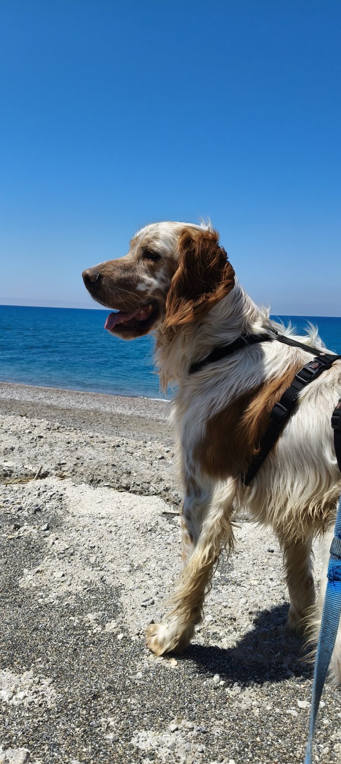 Bijou, setter inglese, cerca casa - media 8