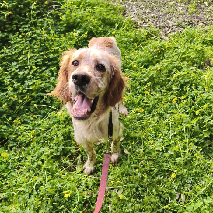 Bijou, setter inglese, cerca casa - media 9
