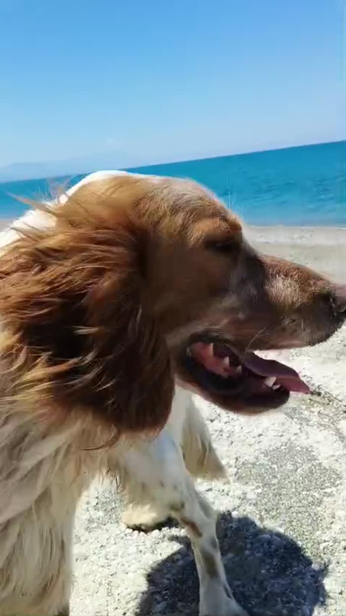 Bijou, setter inglese, cerca casa - media 10