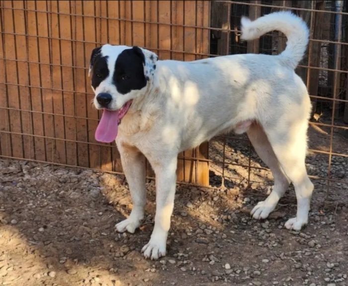 Mix molossini 14mesi crescono in recinto..SOS HELP COSENZA