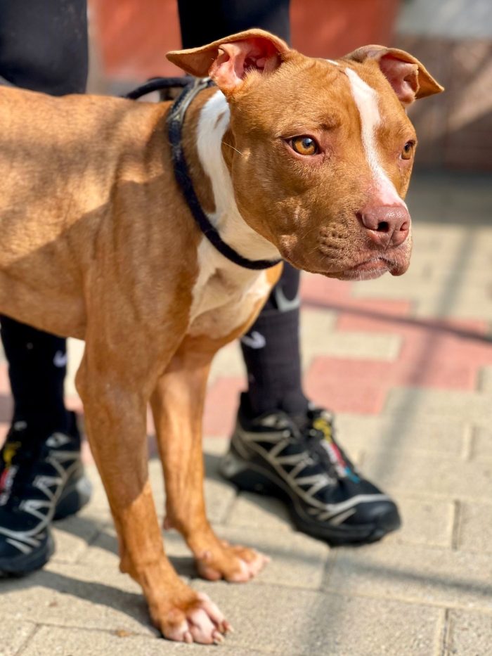 DANKO PIT BULLINO