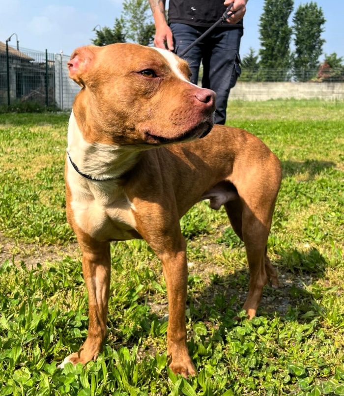 DANKO PIT BULLINO