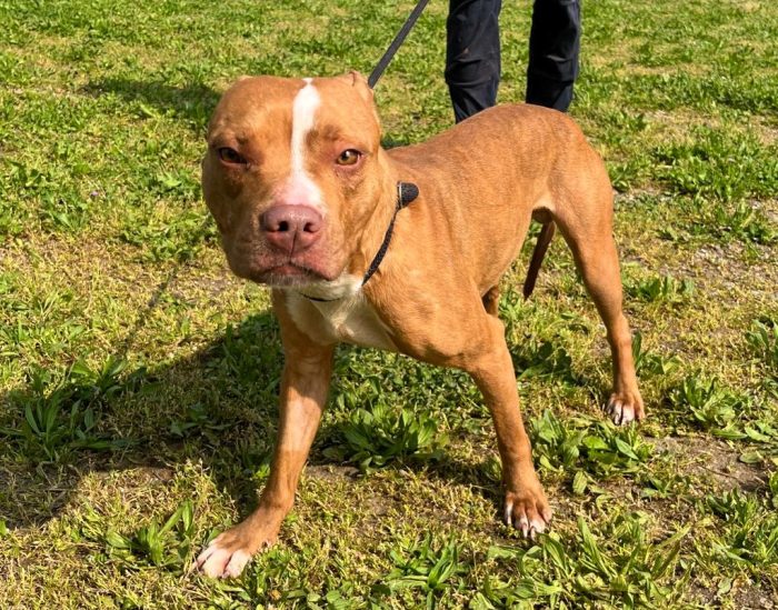 DANKO PIT BULLINO