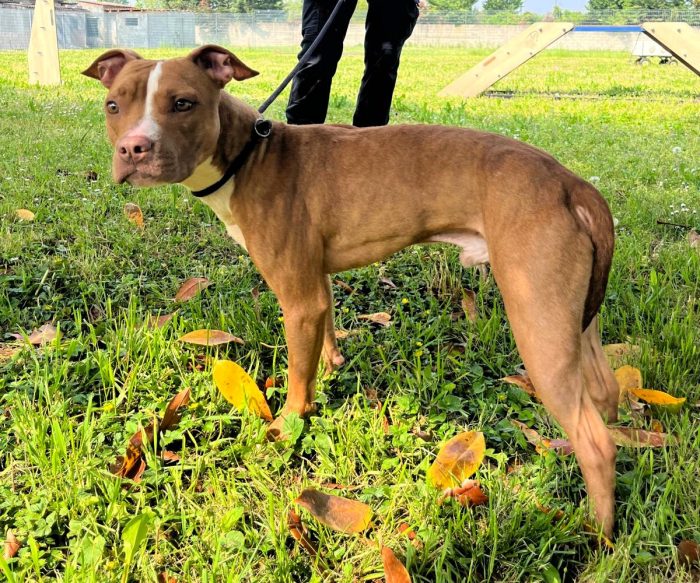 DANKO PIT BULLINO - media 5