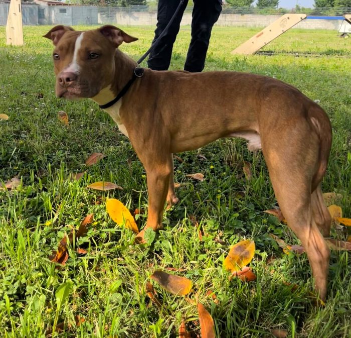 DANKO PIT BULLINO - media 4