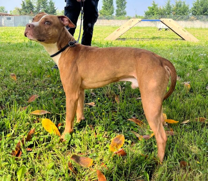 DANKO PIT BULLINO - media 6