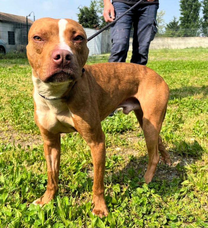 DANKO PIT BULLINO - media 8