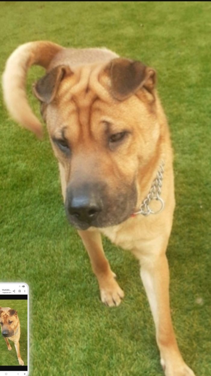 Leo mix Sharpei 5anni RINUNCIA DI PROPRIETÀ. MILANO