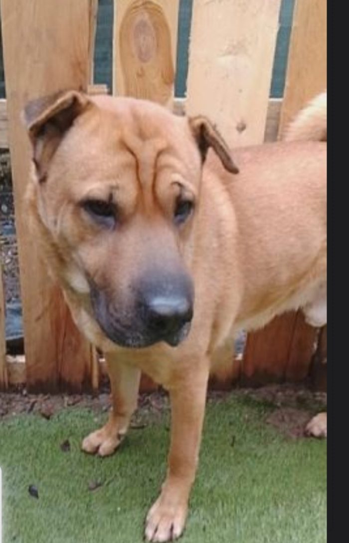 Leo mix Sharpei 5anni RINUNCIA DI PROPRIETÀ. MILANO