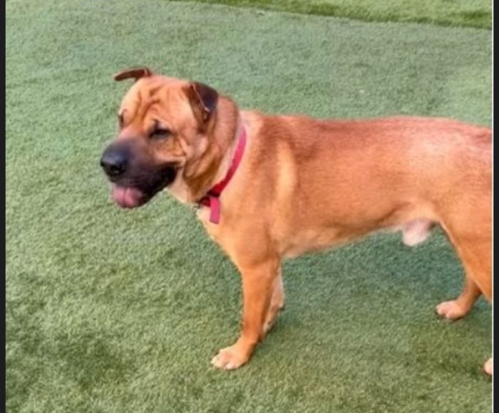 Leo mix Sharpei 5anni RINUNCIA DI PROPRIETÀ. MILANO