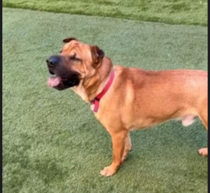 Leo mix Sharpei 5anni RINUNCIA DI PROPRIETÀ. MILANO - media 4