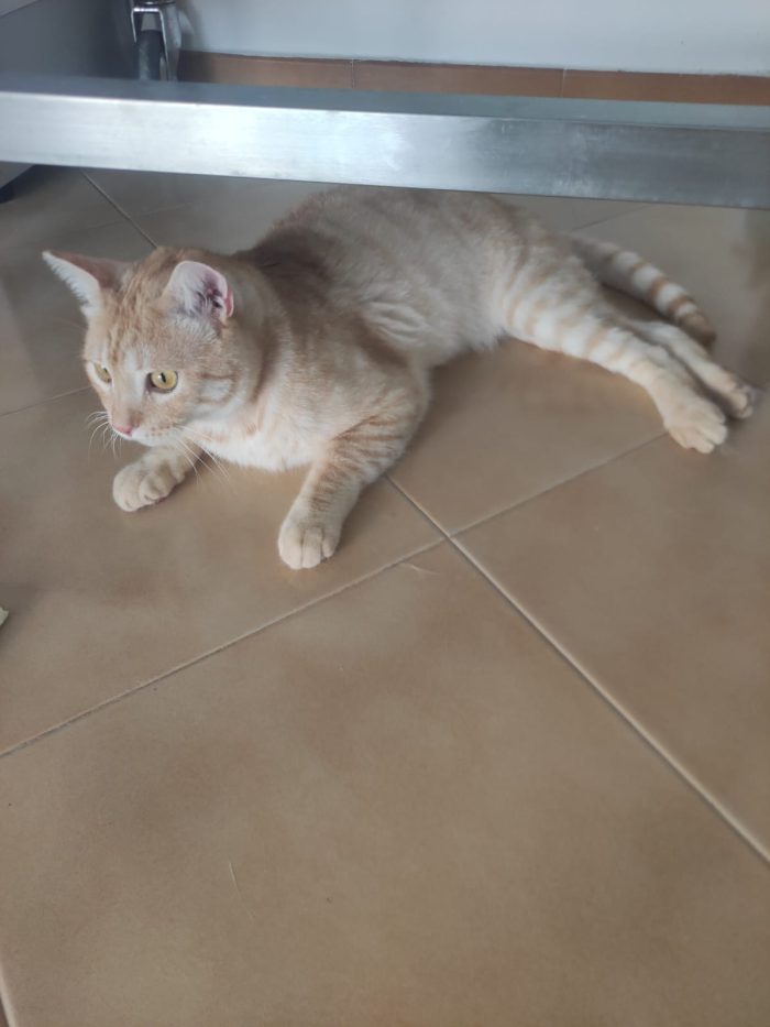 Bellissimo gatto