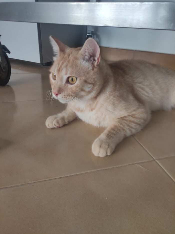 Bellissimo gatto