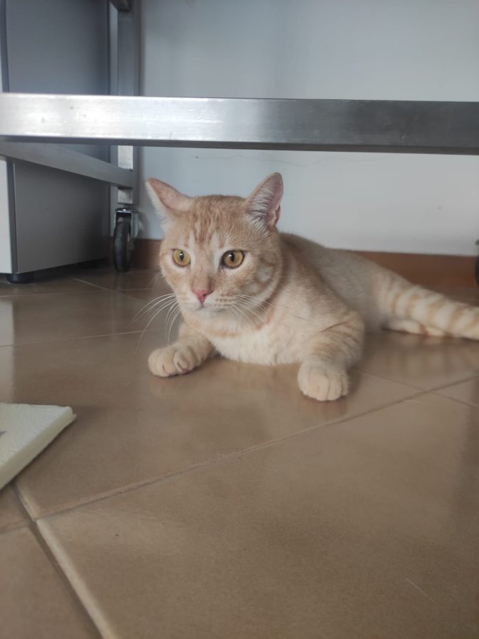 Bellissimo gatto