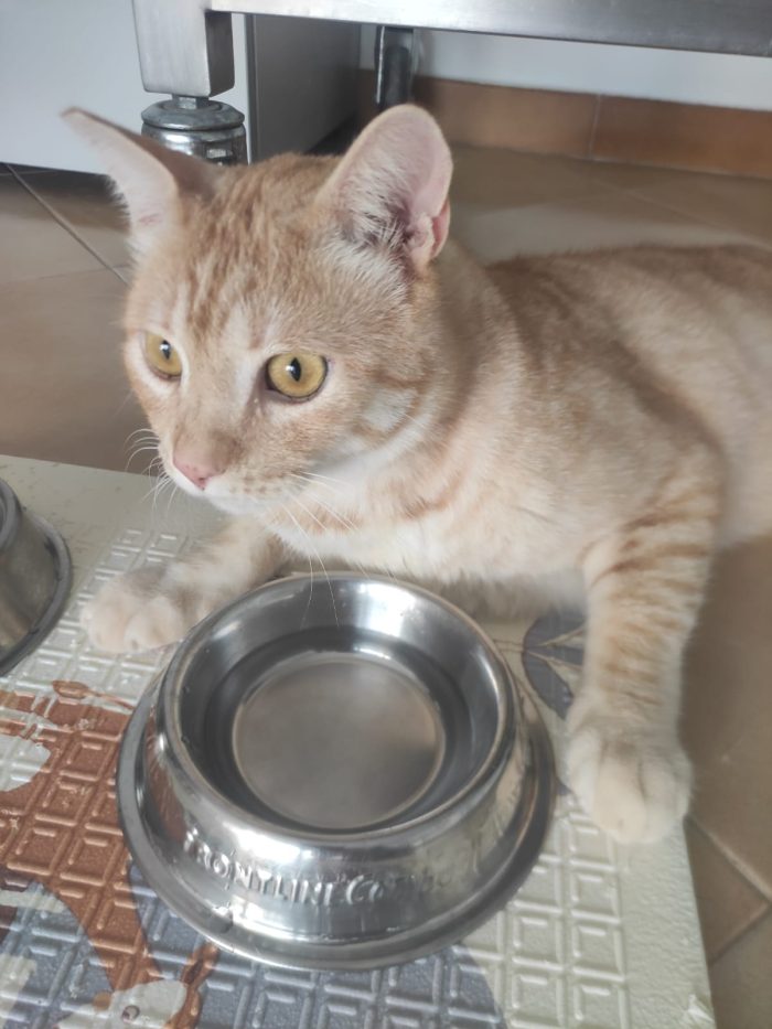 Bellissimo gatto - media 4