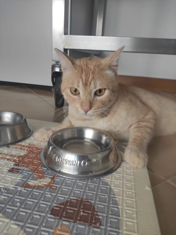 Bellissimo gatto - media 6