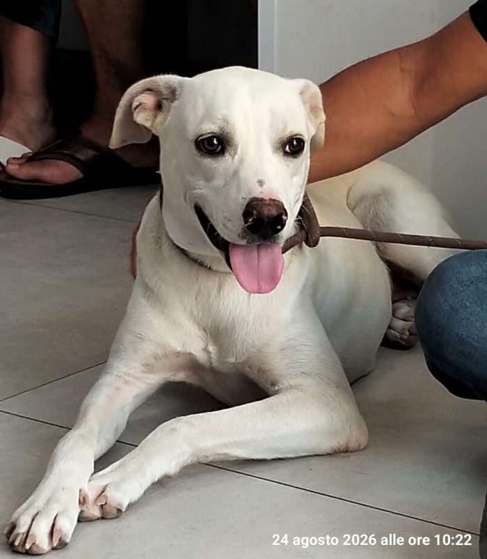 Bella la cucciolona che ama i mici