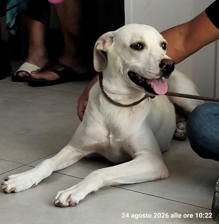 Bella la cucciolona che ama i mici