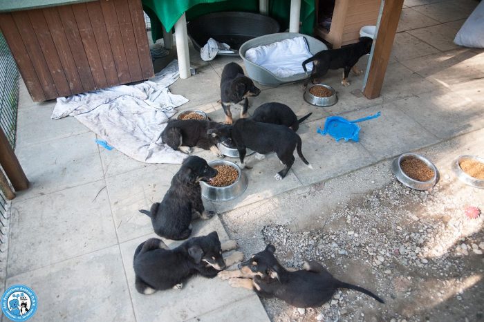 I Neretti: otto cuori in cerca di una casa vera… - media 10
