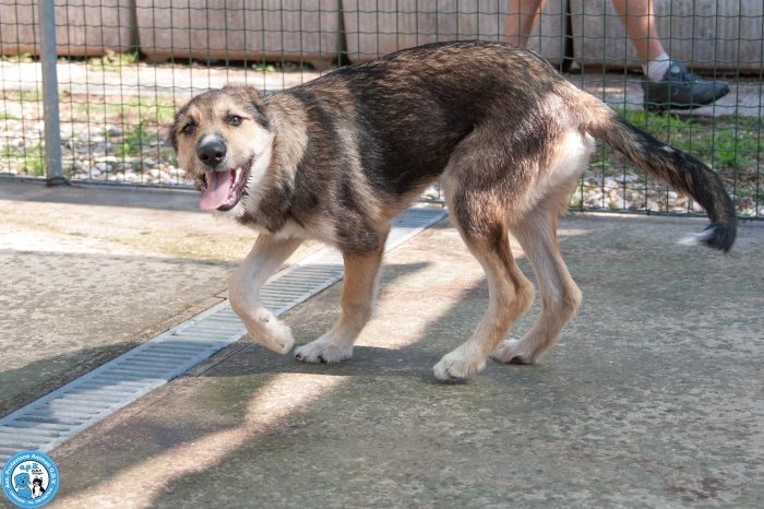 Arturo: il cucciolo dallo sguardo che scioglie il cuore..