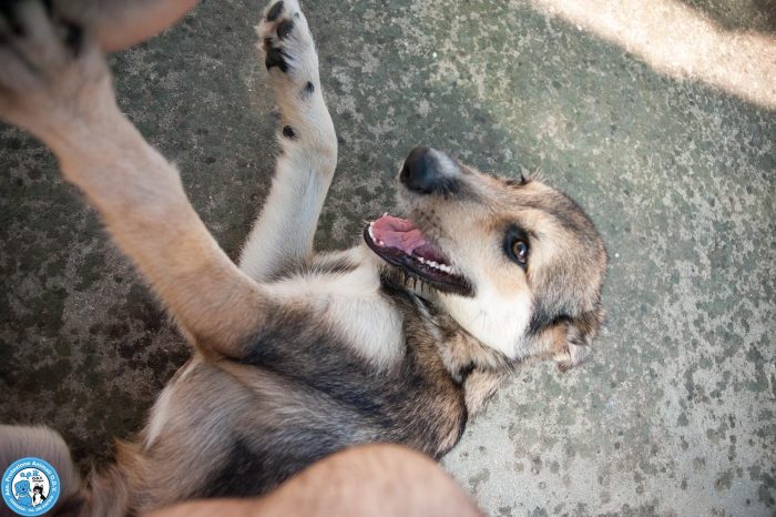 Arturo: il cucciolo dallo sguardo che scioglie il cuore.. - media 4