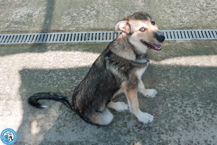Arturo: il cucciolo dallo sguardo che scioglie il cuore.. - media 7