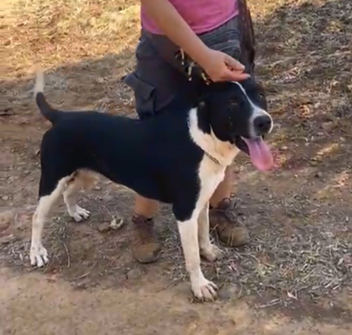 Oliver 14mesi( mamma pitbull)splendido pelo lucido,cresce in box CALABRIA