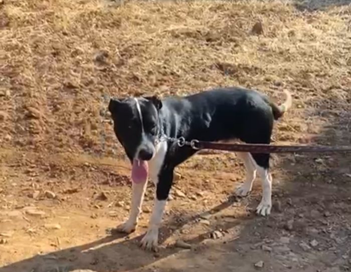 Oliver 14mesi( mamma pitbull)splendido pelo lucido,cresce in box CALABRIA