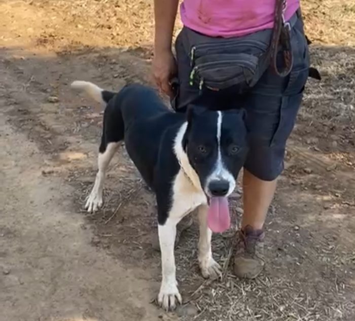 Oliver 14mesi( mamma pitbull)splendido pelo lucido,cresce in box CALABRIA