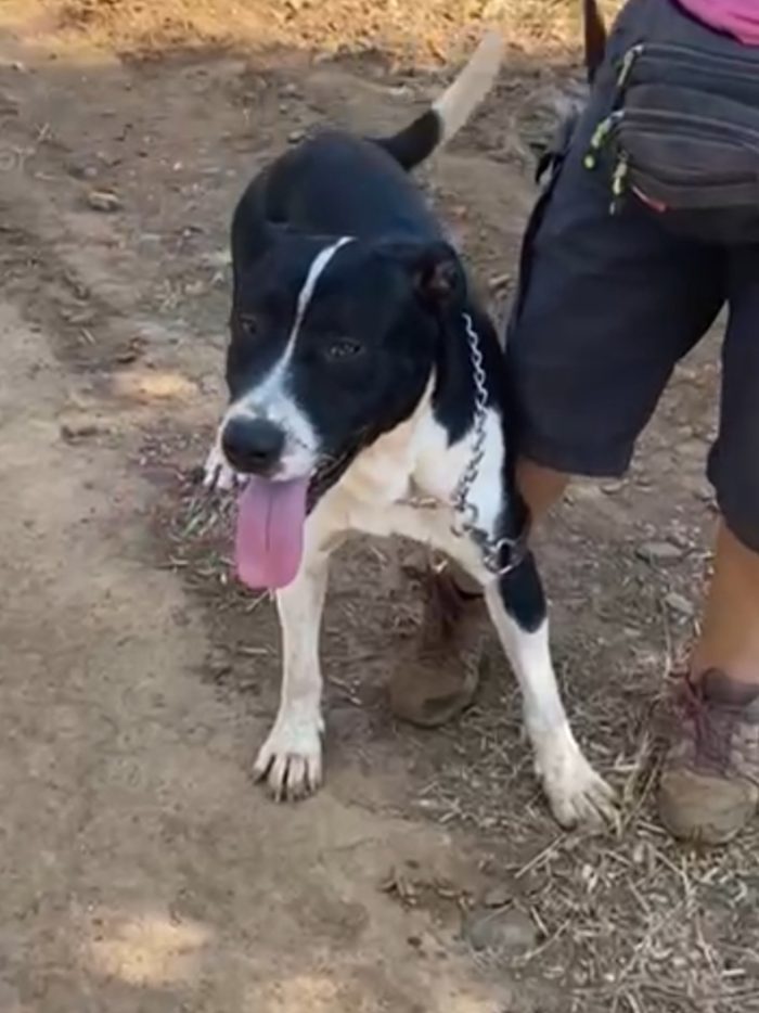 Oliver 14mesi( mamma pitbull)splendido pelo lucido,cresce in box CALABRIA - media 4