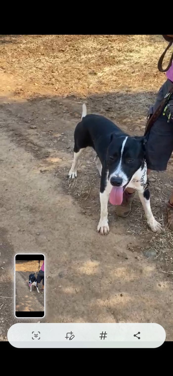 Oliver 14mesi( mamma pitbull)splendido pelo lucido,cresce in box CALABRIA - media 5