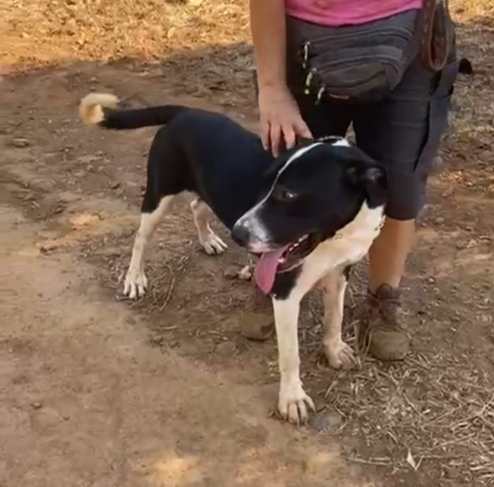 Oliver 14mesi( mamma pitbull)splendido pelo lucido,cresce in box CALABRIA - media 7