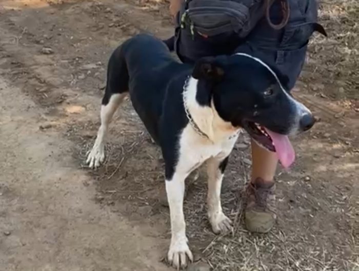 Oliver 14mesi( mamma pitbull)splendido pelo lucido,cresce in box CALABRIA - media 6