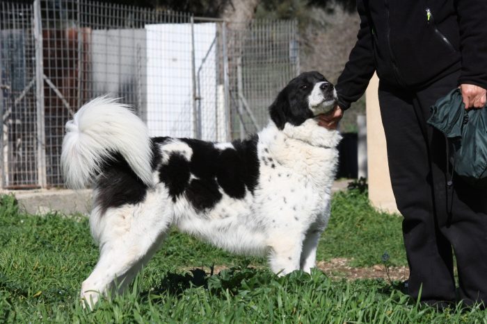 Panda in adozione - media 5